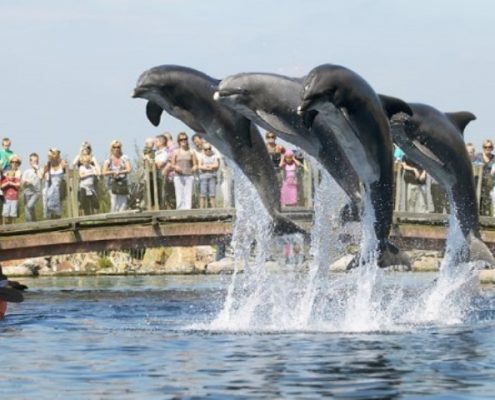 Dolfinarium Harderwijk